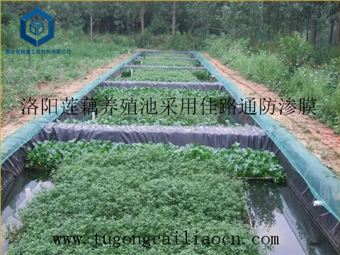 洛陽(yáng)蓮藕養(yǎng)殖池采用防滲膜 洛陽(yáng)蓮藕養(yǎng)殖池采用防滲膜