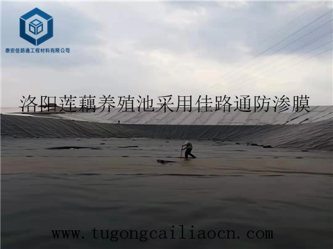 洛陽(yáng)蓮藕養(yǎng)殖池采用防滲膜 洛陽(yáng)蓮藕養(yǎng)殖池采用防滲膜