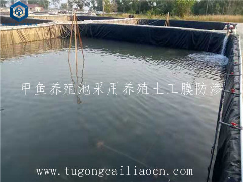 甲魚(yú)養(yǎng)殖池采用養(yǎng)殖土工膜 甲魚(yú)養(yǎng)殖池采用養(yǎng)殖土工膜