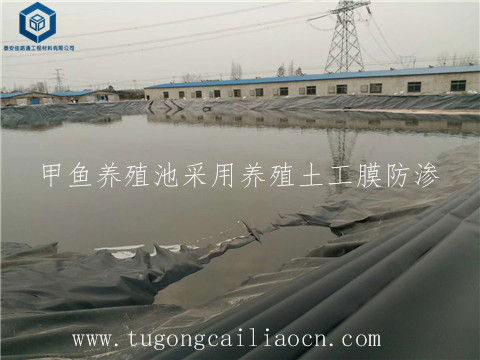 甲魚(yú)養(yǎng)殖池采用養(yǎng)殖土工膜 甲魚(yú)養(yǎng)殖池采用養(yǎng)殖土工膜
